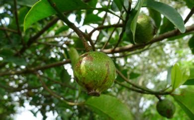 福木果實季節|福木 (Garcinia multiflora)